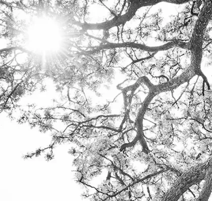 Lumière du soleil à travers les branches d'un arbre