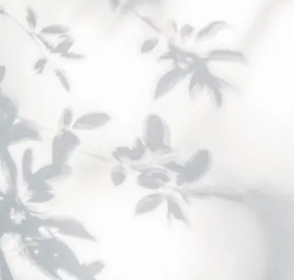 Ombre d'une branche fleurie projetée sur un mur blanc